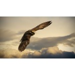 Отзывы о Кондор Про