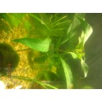 Отзывы о Интернет-магазин товаров по аквариумистике