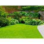 Отзывы о Газоны Премиум Москва