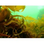 Отзывы о Ламинария