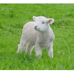 Отзывы о овечьяшерсть.рф