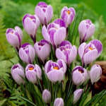 Отзывы о Наш-Дворик.рф