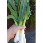 Отзывы о Лук чеснок Рокамболь