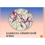 Отзывы о Сибирская язва
