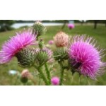 Отзывы о Расторопша