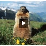 Отзывы о День сурка