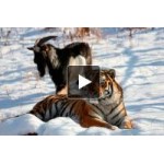 Отзывы о Тигр Амур и козел Тимур