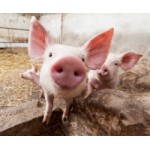 Отзывы о Свинокомплекс Тарбаево