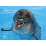 Отзывы о Утришский дельфинарий