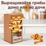 Отзывы о Домашняя грибница "Опята"