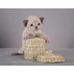 Отзывы о Питомник Нефертити