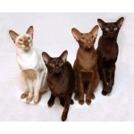 Отзывы о Питомник ориентальных кошек Altfaizer , заводчик Алиса Альтфайзер