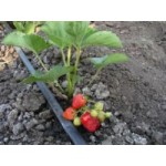 Отзывы о Капельная лента T-Tape