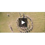 Отзывы о Солнцестояние/ MIDSOMMAR (2019)