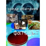 Отзывы о Среда обитания Фастфуд